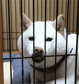 狗子呲牙,把牙齿放在笼子栏杆上
