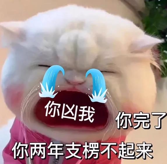 猫咪:你凶我 你完了 你两年支棱不起来了