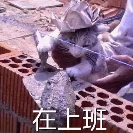 在上班(猫咪搬砖)