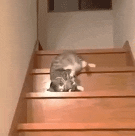 猫咪摆烂——摆烂的最新姿势