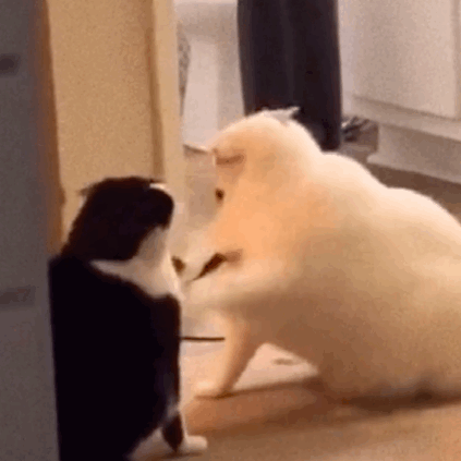 两只肥猫打架动图