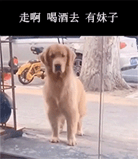 金毛在门口喊人表情包_金毛叫人出去玩 甩头
