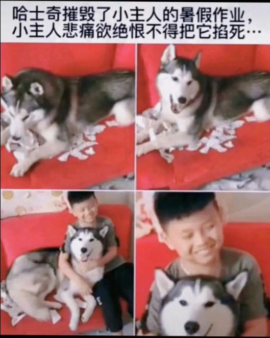 哈士奇撕了小主人暑假作业表情包