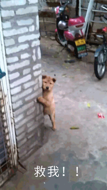 一只小狗躲墙角:救我!然后被小朋友拖走……