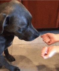 狗子猜拳吃东西,结果傻眼了……(吾非人,汝甚狗)