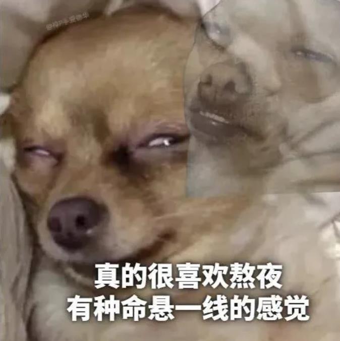 狗子:喜欢熬夜、早起、睡觉、吃饭的感觉