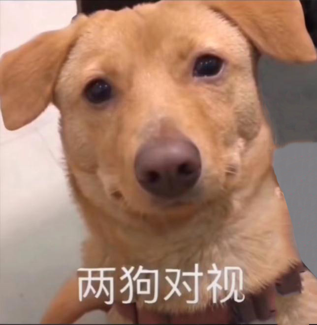 两狗对视