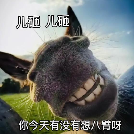 驴子:儿砸 今天有没有想八臂呀?