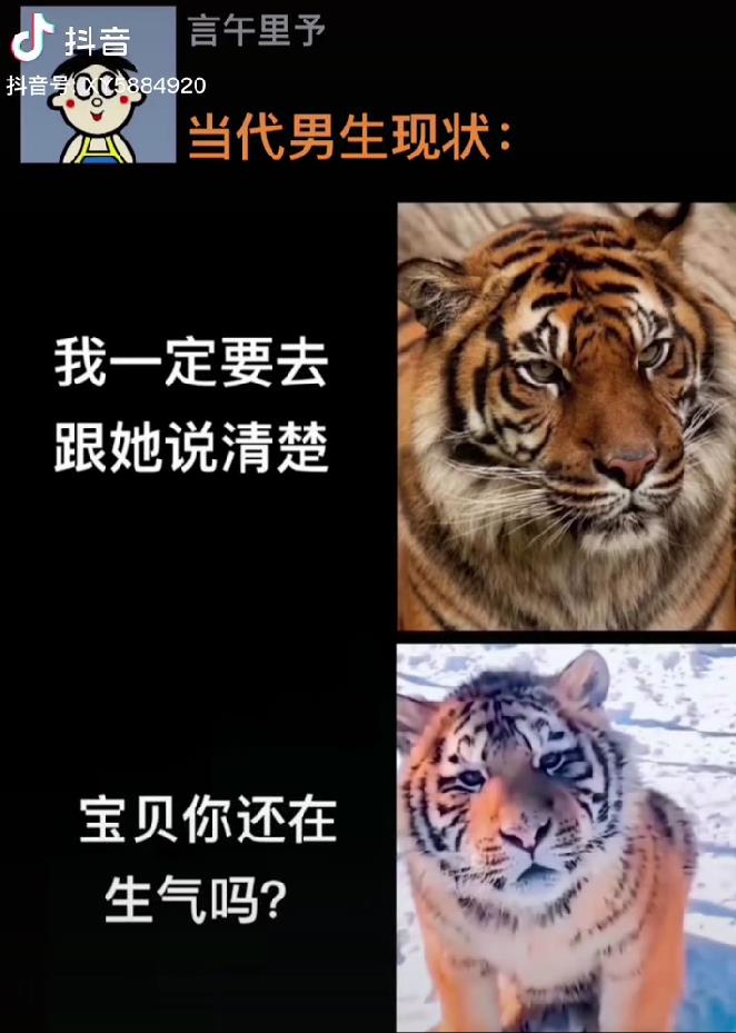 当代男生的现状!猛虎VS萌虎