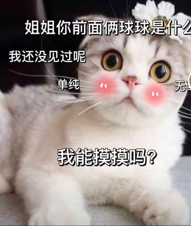 色色猫咪:姐姐你前面俩球球是什么?