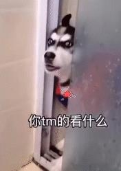 二哈:你TM的看什么?出来单挑啊!