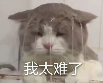 我太难了系列(一只猫咪头上被淋水)