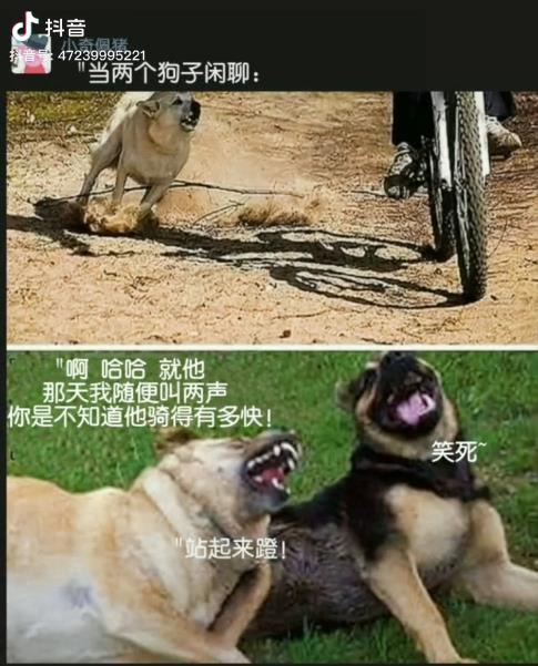 两个狗子闲聊:我就叫了一声,他脚链子都蹬飞了!
