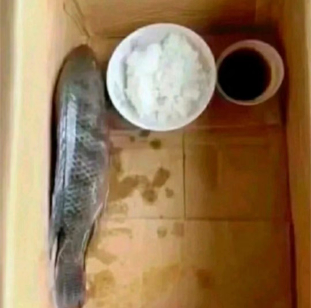 我的鱼怎么不吃饭啊?在线等 急