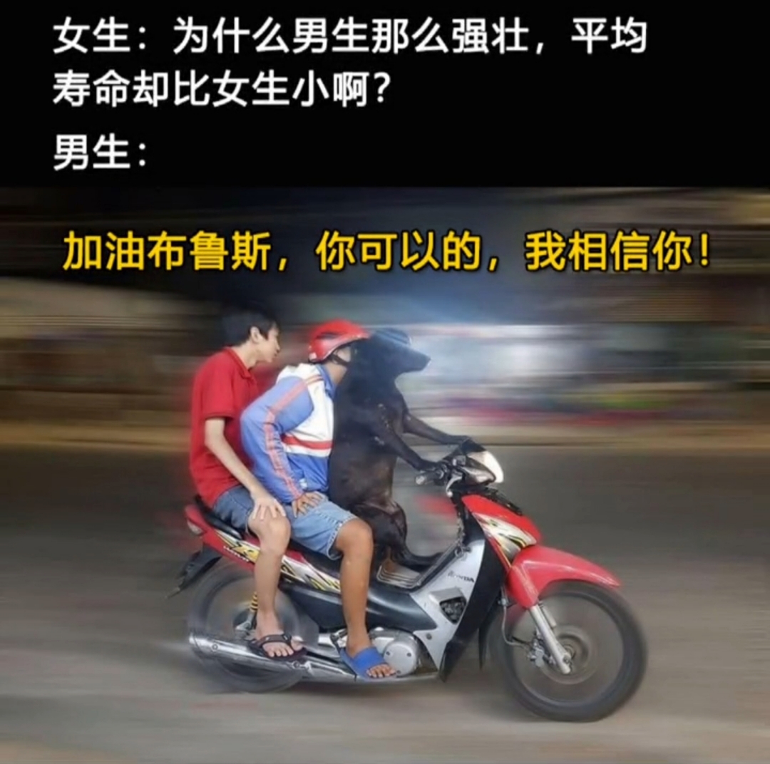 一个狗子骑摩托人带着两个男人的表情包(加油布鲁斯)