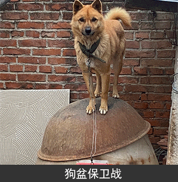 狗盆保卫战!过年狗子们的狗盆都被炸飞了