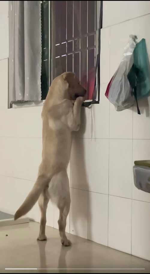 狗子八卦表情包—狗子趴在床边站着看
