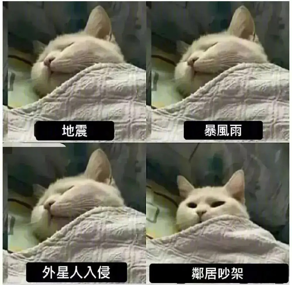 猫咪:只有八卦才能叫醒我
