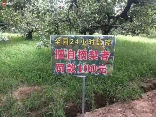不准偷梨! 违者罚款100元