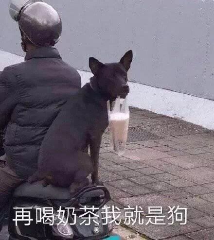 再喝奶茶我就是狗!