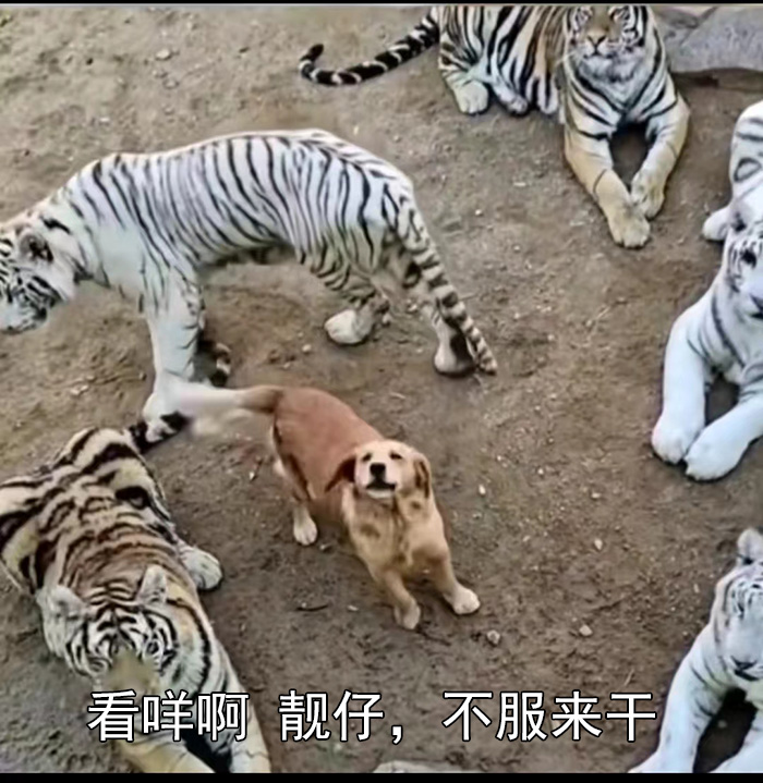 一只狗子站在老虎堆里嚣张(看咩啊 靓仔)