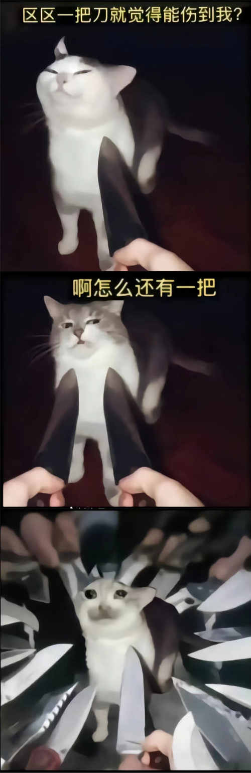 猫咪被刀指着表情包:区区一把刀就觉得能伤到我?