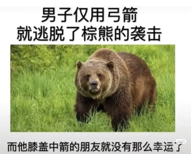 男子仅用弓箭就逃脱了棕熊的攻击!_反转系列