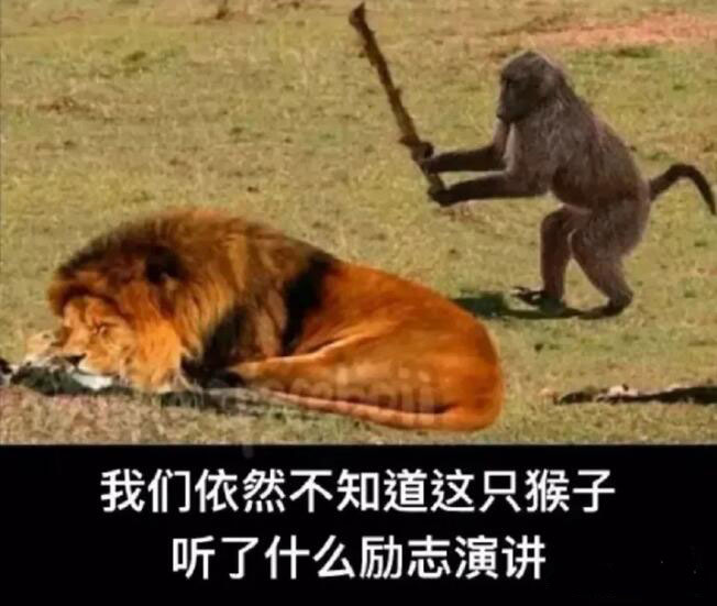 我们至今不知道这只猴子听了什么励志演讲
