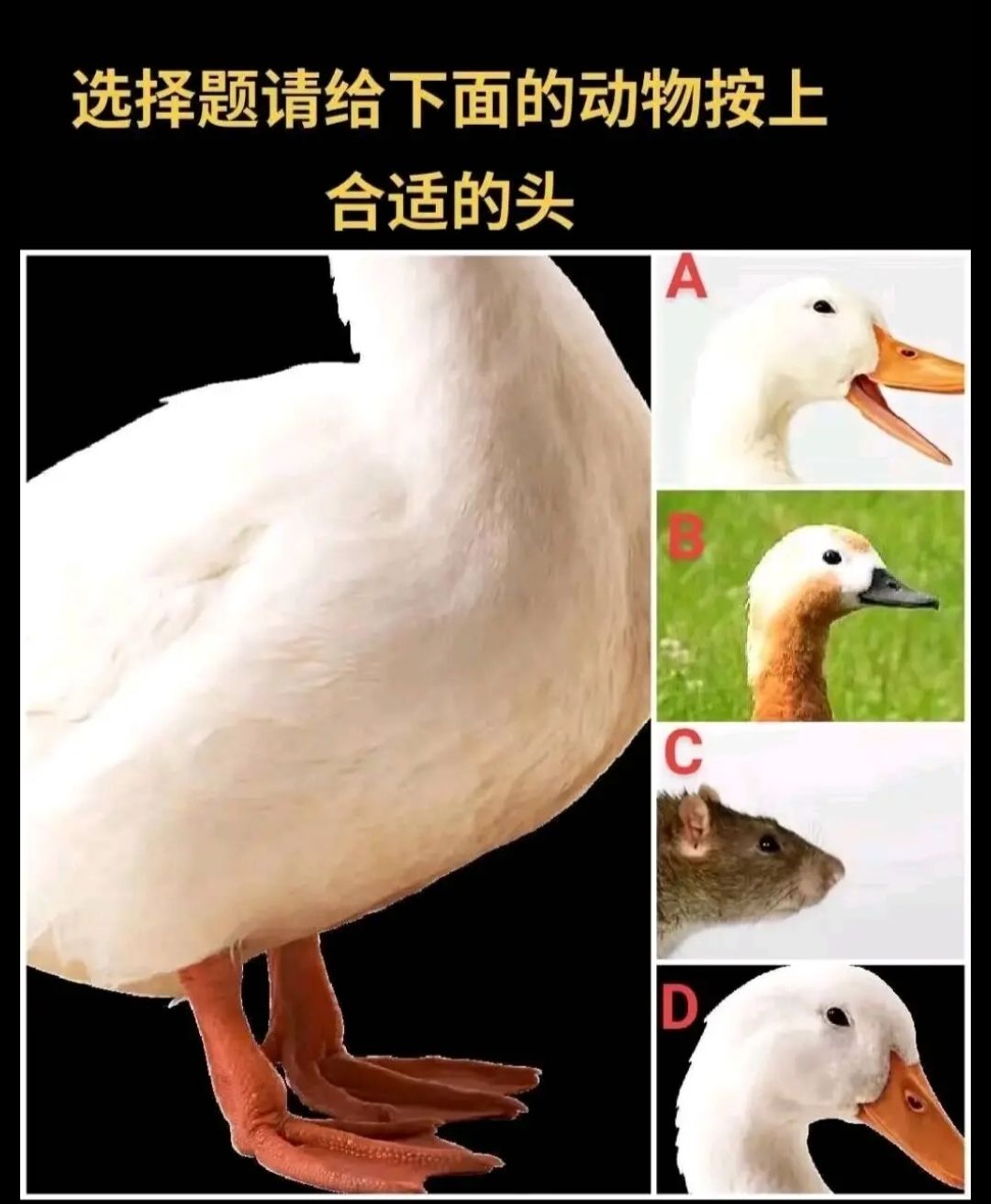 指鼠为鸭表情包,鼠头鸭脖事件搞笑图
