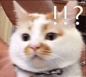 猫咪惊讶!!? 震惊