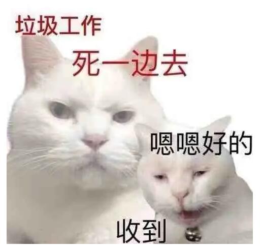 猫咪表面:嗯嗯好的 收到 内心:垃圾工作 死一边去