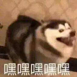 狗子:嘿嘿嘿嘿