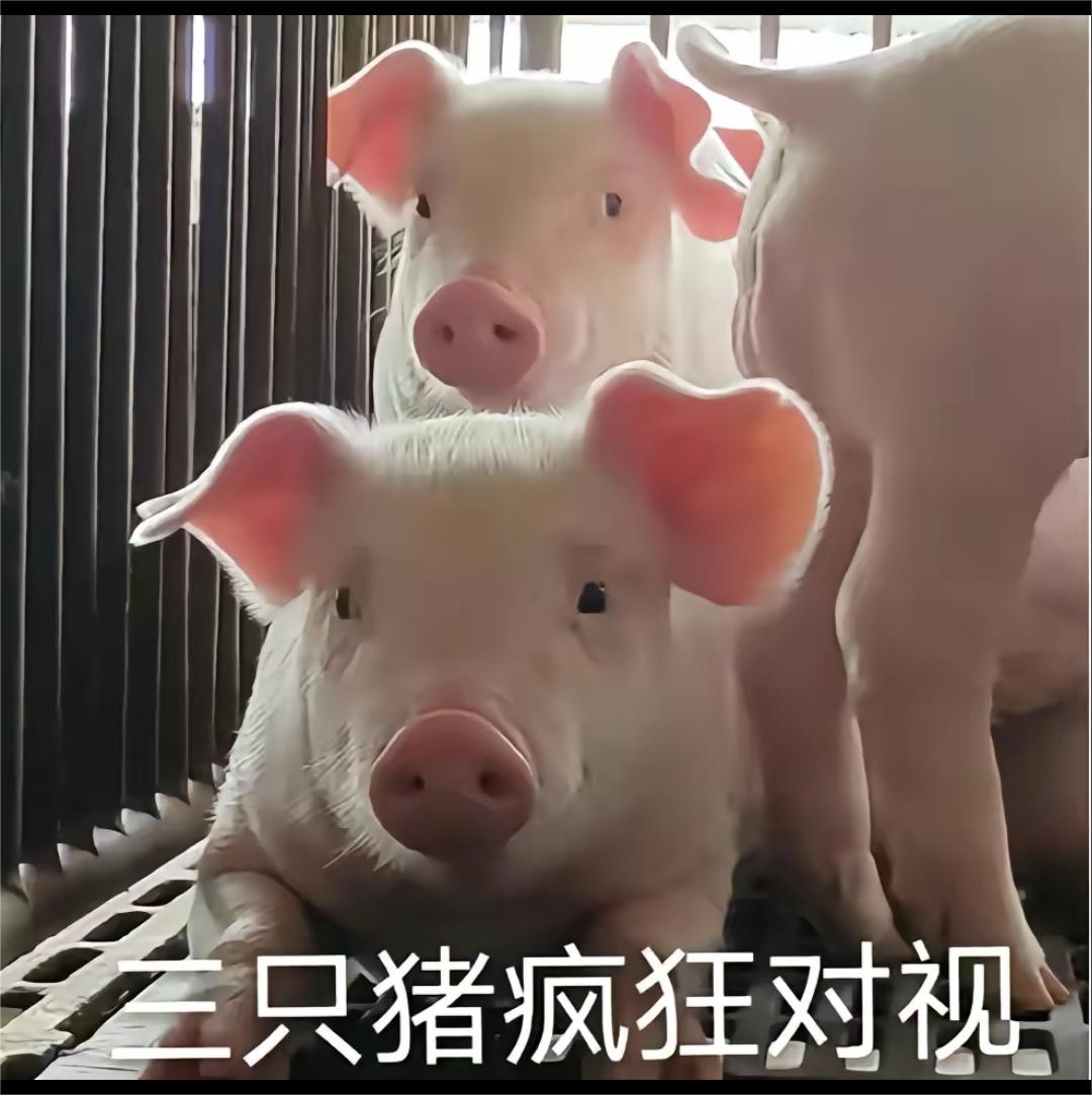 三只猪疯狂对视搞笑图