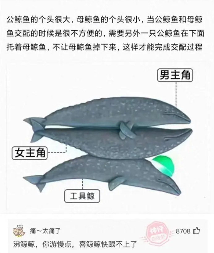 沸鲸鲸搞笑图,沸鲸鲸你游慢点,喜鲸鲸快跟不上了~