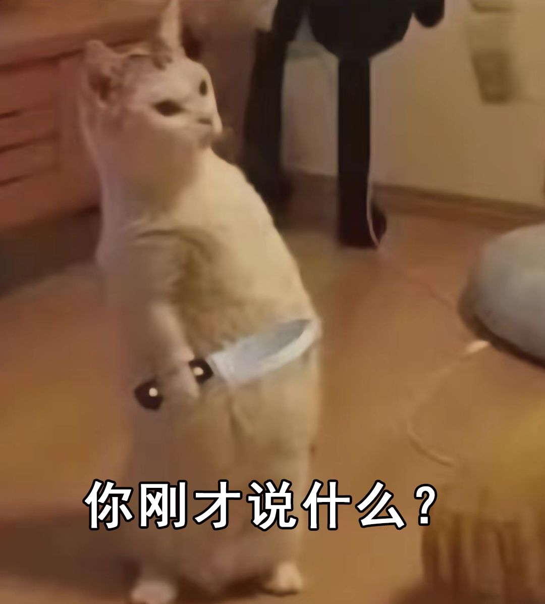 猫咪拿刀表情包