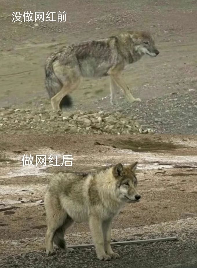 可可西里的网红狼搞笑图(做网红前后对比)
