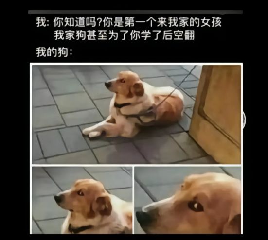 狗子白眼搞笑图,我家狗甚至为了你学了后空翻~