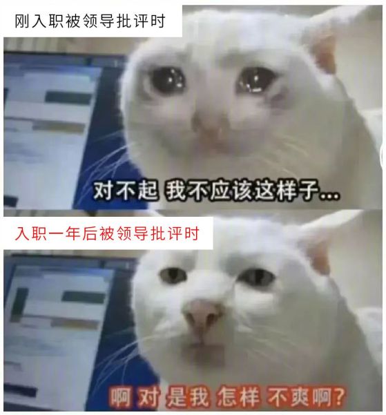 猫咪上班前后对比表情包(啊 对 是我 不服啊)