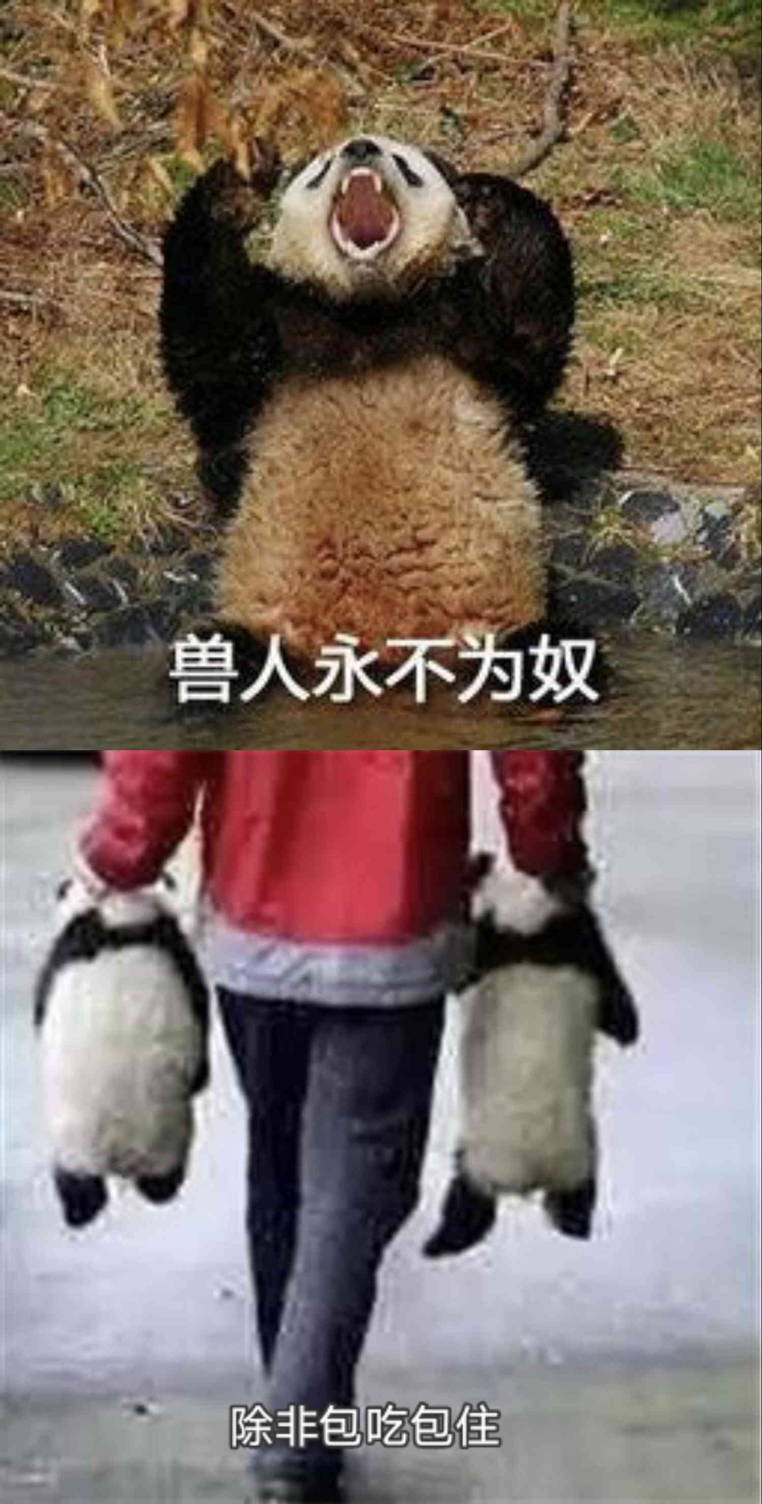 兽人永不为奴 除非包吃包住表情包(熊猫咆哮)
