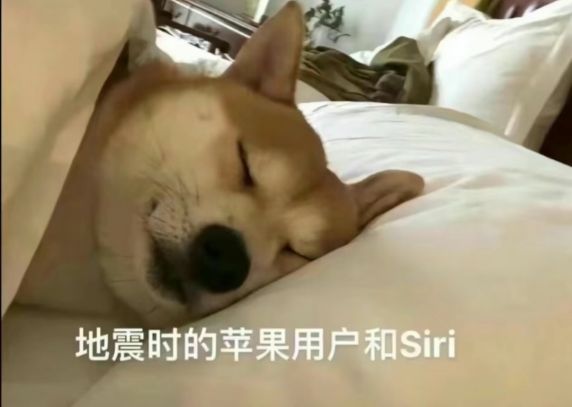 地震时的苹果用户和siri(狗子熟睡中……)