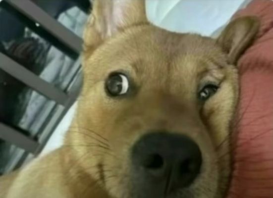 狗子侧脸躺床上压着脸的表情包