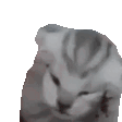 猫咪捂头尖叫gif表情包