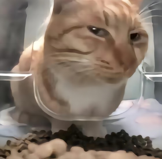 新鲜哥表情包gif_网红猫吃东西嫌弃新鲜哥