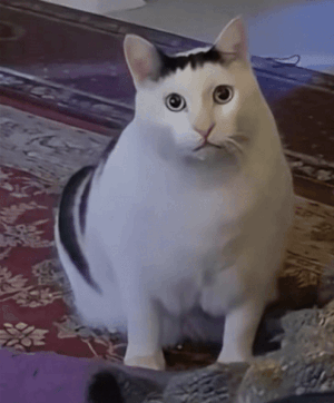 懵逼猫表情包gif_bruh猫懵逼