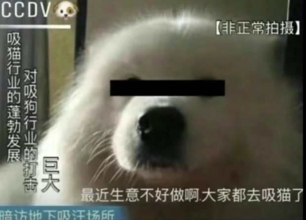 暗访狗子搞笑采访图:暗访吸猫行业对吸狗行业的影响巨大