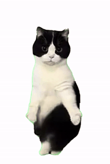 奶牛猫跳舞表情包_meme猫咪跳舞gif