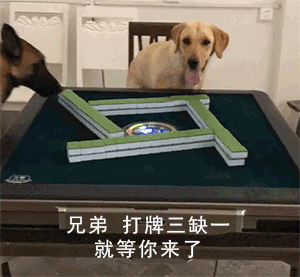 狗子打麻将gif:兄弟 三缺一 就等你来了