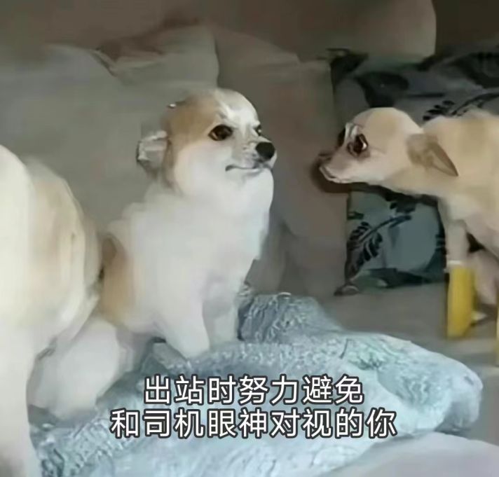 狗子眼神躲避的表情包_出站口司机看你的时候