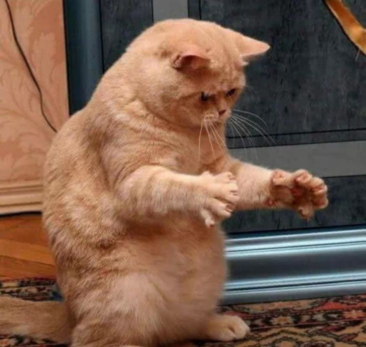 猫咪用手比划这么大表情包