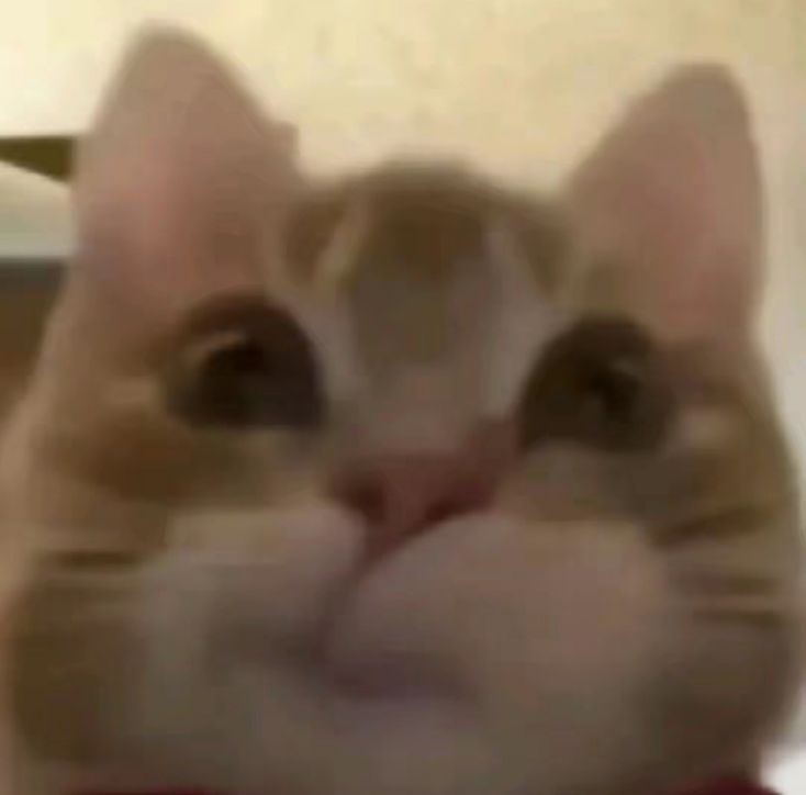 歪嘴猫咪表情包_歪嘴小猫系列